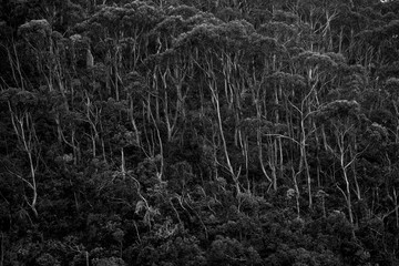 Gum Trees in Forest Black and White Background