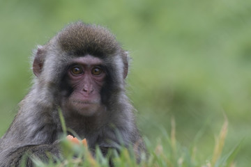 snow monkey, Japanese macaque, Macaca fuscata