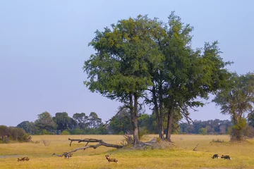 Möbelaufkleber African wild dogs in the Okavango Delta, Botswana © Ana Gram