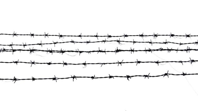 barbed wire on isolated
