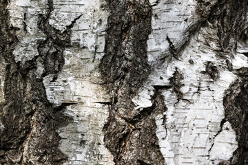 Birchbark