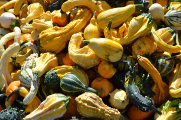 Squash and Pumpkins from the fall harvest