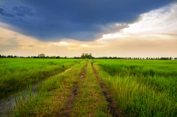 Fototapeta na wymiar The road stretches through the green fields on on sunrise in thailand