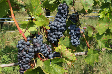 Reife blaue Trauben am Rebstock