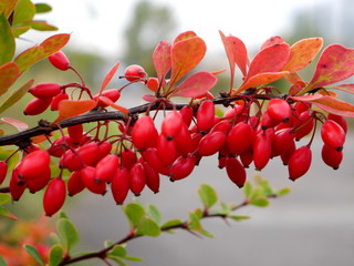 barberry