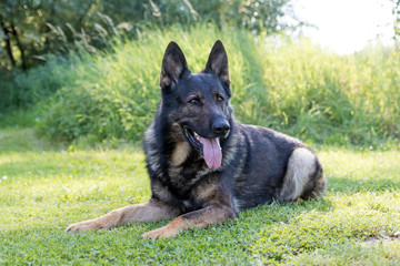 Portrait of German Shepherd Dog lying on the grass in sunlight.