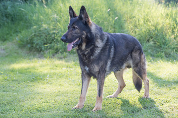 Side view of standing German Shepherd Dog