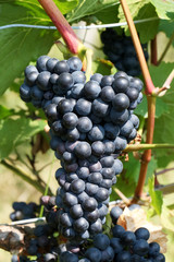 Reife blaue Trauben am Rebstock