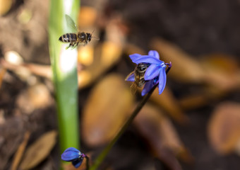 Scilla flower and bees blue spring forest close up