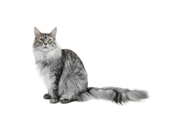 Grey cat on white background