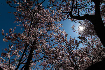 sunlight shines in through two larges cherry trees