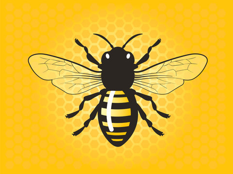 Detailed honey bee vector illustration.