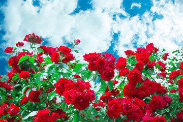 Red roses and cloud sky flower summer