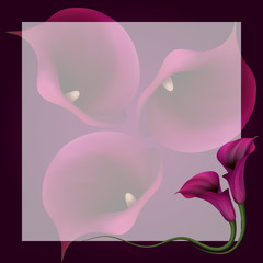 Realistic violet calla lily, background. The symbol of Royal beauty.