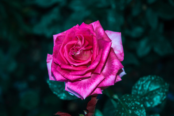 Rose flower pink summer flowerbed