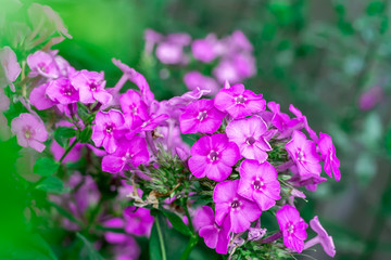 Phlox flower pink summer flowerbed