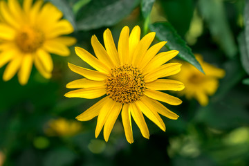 Yellow chamomile flower summer flowerbed