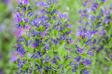 Fototapeta premium Purple wildflower summer field