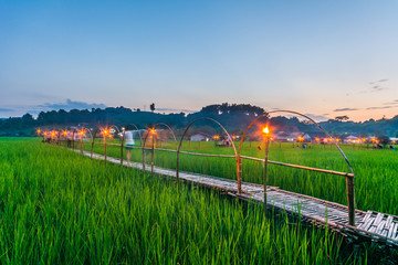 Bamboo bridge in rice fields