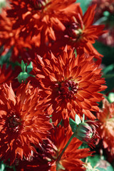 Close up of red dahlia flower. Shallow depth of field.