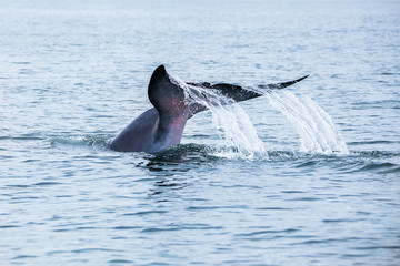 Fototapeta premium Bryde's whale, Eden's whale, Eating fish at gulf of Thailand.