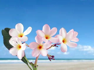 Crédence de cuisine en verre imprimé Frangipanier fleurs de frangipanier ou de frangipanier roses en gros plan qui fleurissent avec une plage de sable et un fond de ciel bleu vif, les fleurs tropicales colorées sont parfumées et fleurissent en été, fond de belle nature