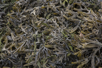 Closeup of Seaweed