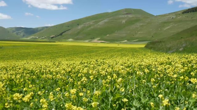Castelluccio di Norcia campi di lenticchie
