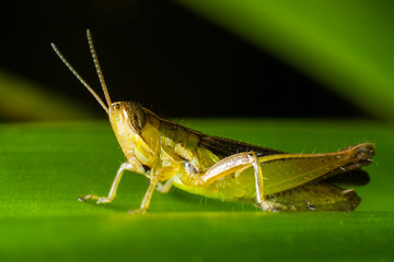 Grasshoper