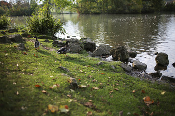 Obraz na płótnie Canvas Ducks and Geese on a Pond