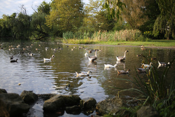 Ducks and Geese on a Pond