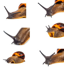 Single Snail with a beautiful shell,nice coloring,close up isolated on the white background