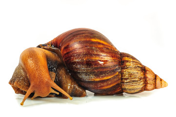 Single Snail with a beautiful shell,nice coloring,close up isolated on the white background