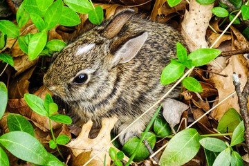 Naklejka na ściany i meble Baby Cottontail Rabbit Hiding In Ground Cover