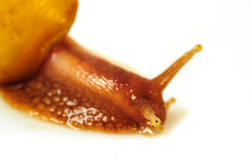 Single Snail with a beautiful shell,nice coloring,close up isolated on the white background