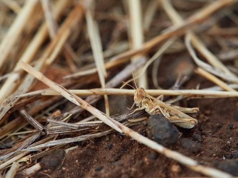 Saltamontes Escondido en un Campo de Paja
