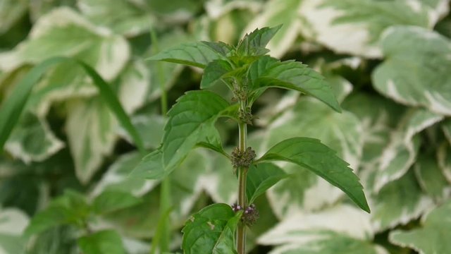 Mint blooming in the garden. Mentha piperita. HD video footage.