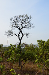 The African landscape. Cameroon
