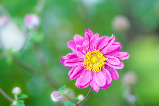 Closeup of a pink anemone flower