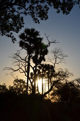 The African landscape. Cameroon