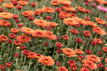 Obraz premium red beautiful asters densely growing on a lawn or field