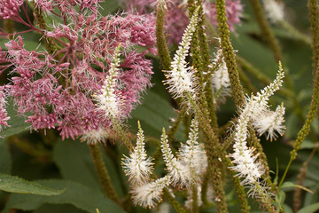 unusual decorative flowers adorn the park or garden