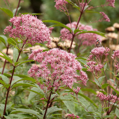 Fototapeta premium beautiful fluffy pink flowers decorating the park or garden