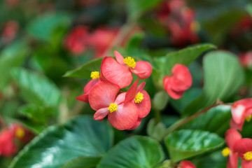 Yellow and Red Flowers