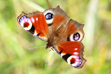 Aglais io