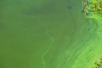 Blooming green water. Green algae polluted river