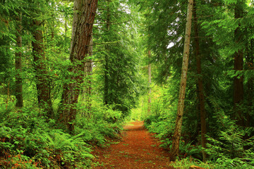 a picture of an Pacific Northwest forest trail