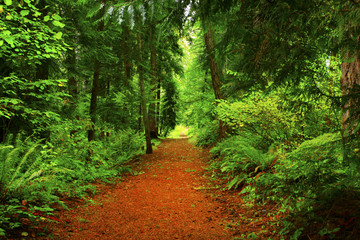 Obraz premium a picture of an Pacific Northwest forest trail