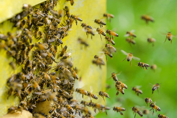 pszczoły wlatujące do ula
 - obrazy, fototapety, plakaty