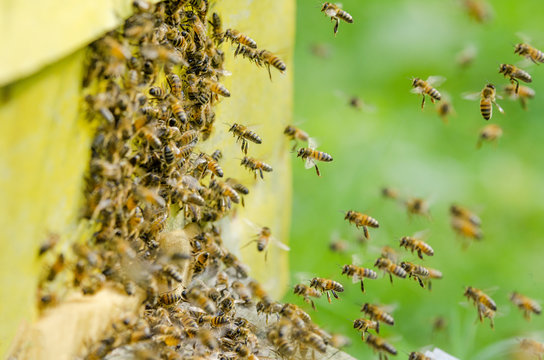 pszczoły wlatujące do ula
